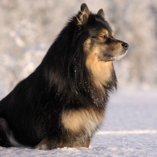 Finnish Lapphund Finnish Lapphund